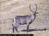 Waterbuck (Kobus ellipsiprymnus)