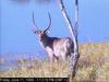 Waterbuck (Kobus ellipsiprymnus)