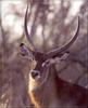 Waterbuck (Kobus ellipsiprymnus)