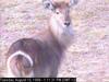 Waterbuck (Kobus ellipsiprymnus)