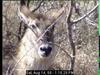 Waterbuck (Kobus ellipsiprymnus)