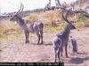 Waterbuck (Kobus ellipsiprymnus)