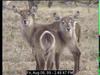 Waterbuck (Kobus ellipsiprymnus)