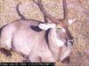 Waterbuck (Kobus ellipsiprymnus)