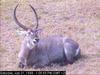 Waterbuck (Kobus ellipsiprymnus)