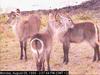 Waterbuck (Kobus ellipsiprymnus)