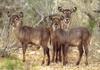 Waterbuck (Kobus ellipsiprymnus)