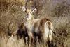 Waterbuck (Kobus ellipsiprymnus)