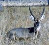 Waterbuck (Kobus ellipsiprymnus)