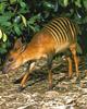 Zebra Duiker (Cephalophus zebra)