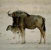 Blue Wildebeest & calf (Connochaetes taurinus)