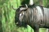 Blue Wildebeest (Connochaetes taurinus)