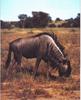 Blue Wildebeest (Connochaetes taurinus)