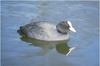 Eurasian Coot (Fulica atra)