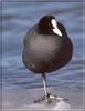 Eurasian Coot (Fulica atra)