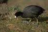 American Coot (Fulica americana)