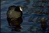 American Coot (Fulica americana)