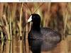 American Coot (Fulica americana)