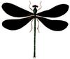Damselfly