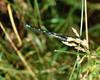Damselfly