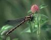 Damselfly