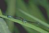 Damselfly