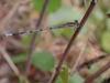 Damselfly