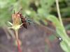 Damselfly