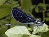 Damselfly