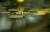 Damselfly