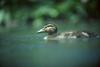 Duckling