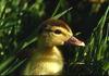 Duckling