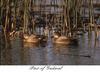 Gadwall (Anas strepera)