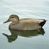 Gadwall (Anas strepera)