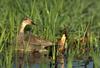 Gadwall (Anas strepera)