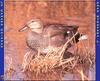 Gadwall (Anas strepera)