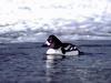 Barrow's Goldeneye (Bucephala islandica)