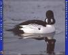 Common Goldeneye (Bucephala clangula)