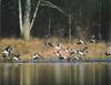 Common Goldeneye flock taking off (Bucephala clangula)