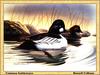 [Animal Art - Russell Colbane] Common Goldeneye pair (Bucephala clangula)