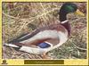 Mallard (Anas platyrhynchos)