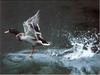 Mallard drake taking off (Anas platyrhynchos)