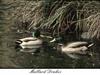 Mallard drakes (Anas platyrhynchos)