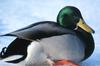 Mallard drake on snow (Anas platyrhynchos)