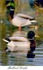 Mallard drake (Anas platyrhynchos)