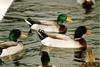 Mallard  drakes (Anas platyrhynchos)