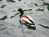 Mallard drake (Anas platyrhynchos)