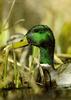 Mallard drake (Anas platyrhynchos)