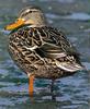 Mallard hen? (Anas platyrhynchos)