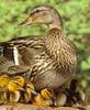 Mallard hen & brood (Anas platyrhynchos)